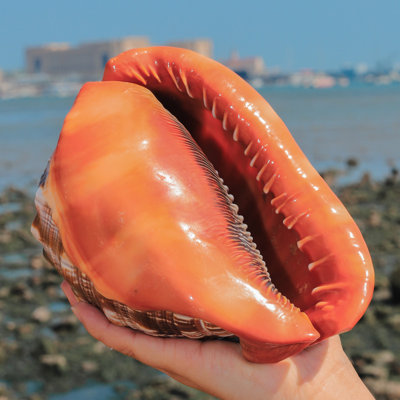 Aquarium Planting Ideas - Coquillages de mer naturels orange, 12-17cm,