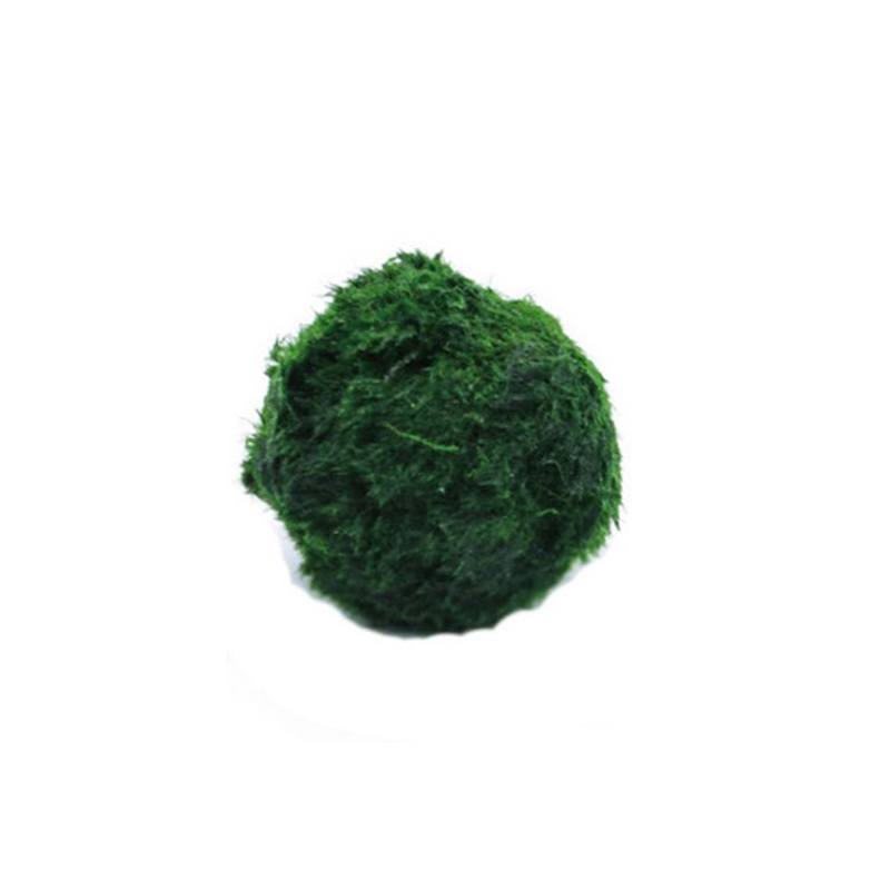 Aquarium Plant Roots - Boules de mousse Marimo, plante d'aquarium
