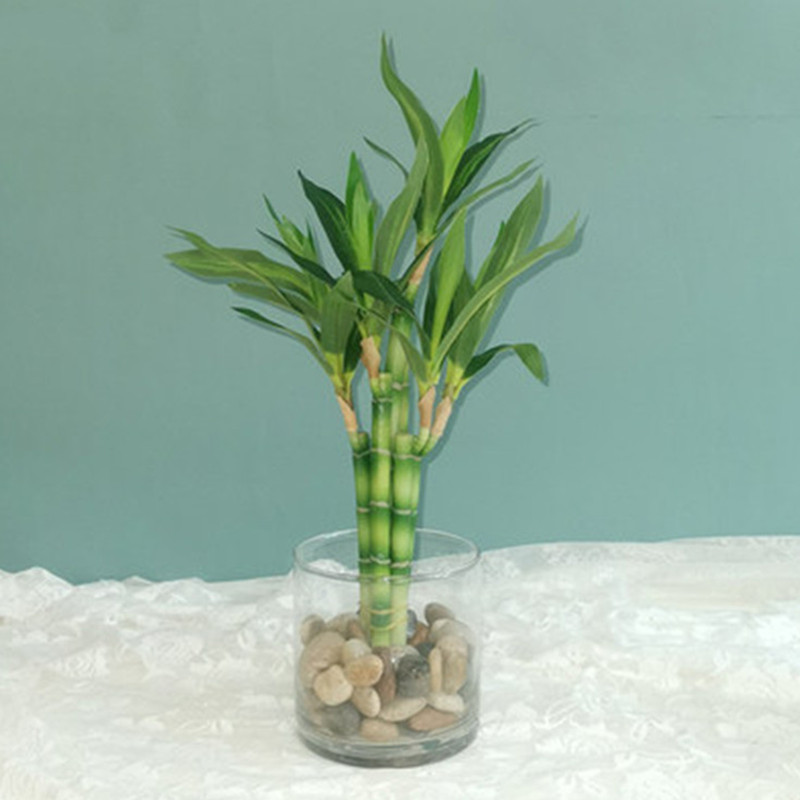 Nouvelle plante artificielle B - Aquarium Plant In Pot avis et prix