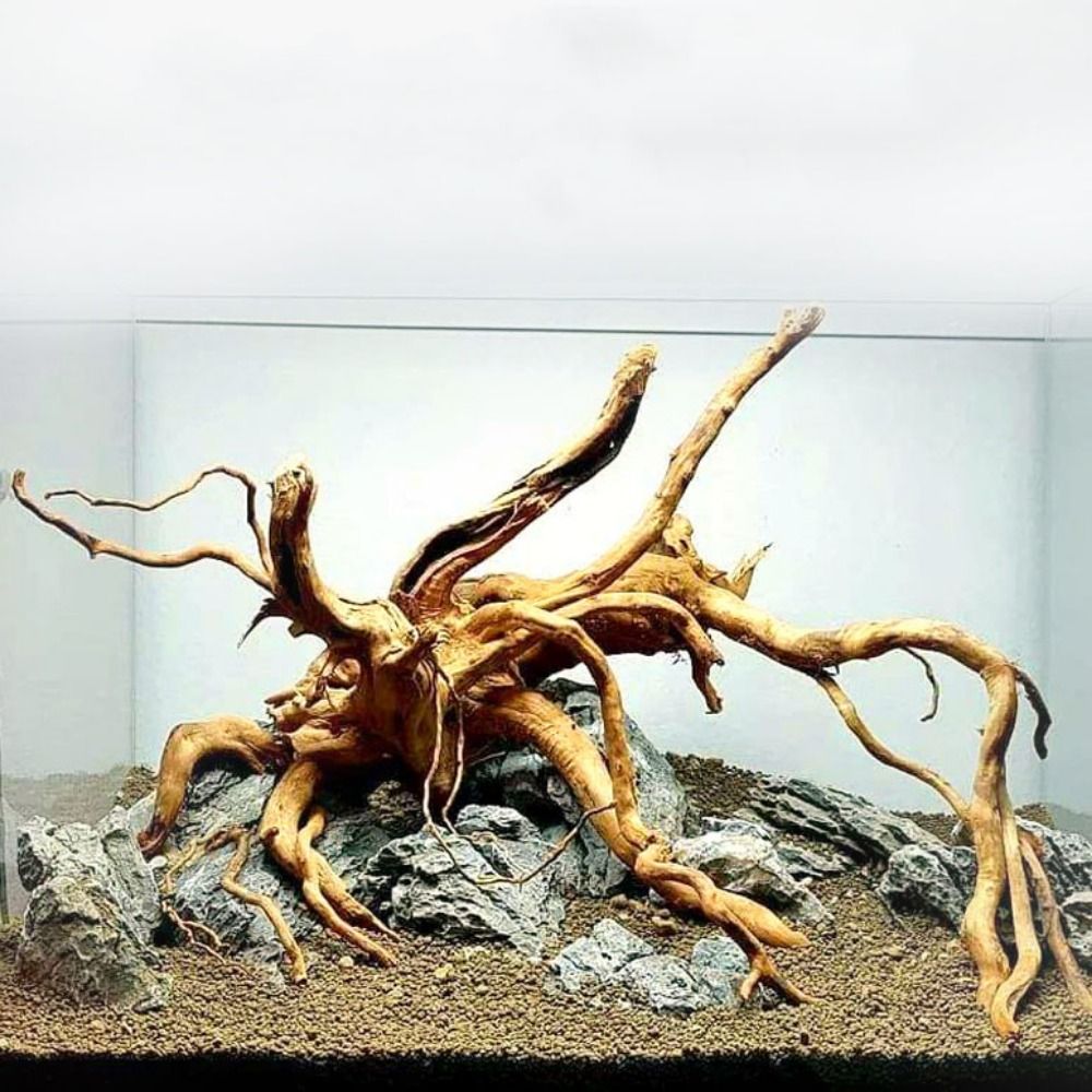 Tronc d'arbre naturel pour déc - Aquarium Plant Roots avis et prix