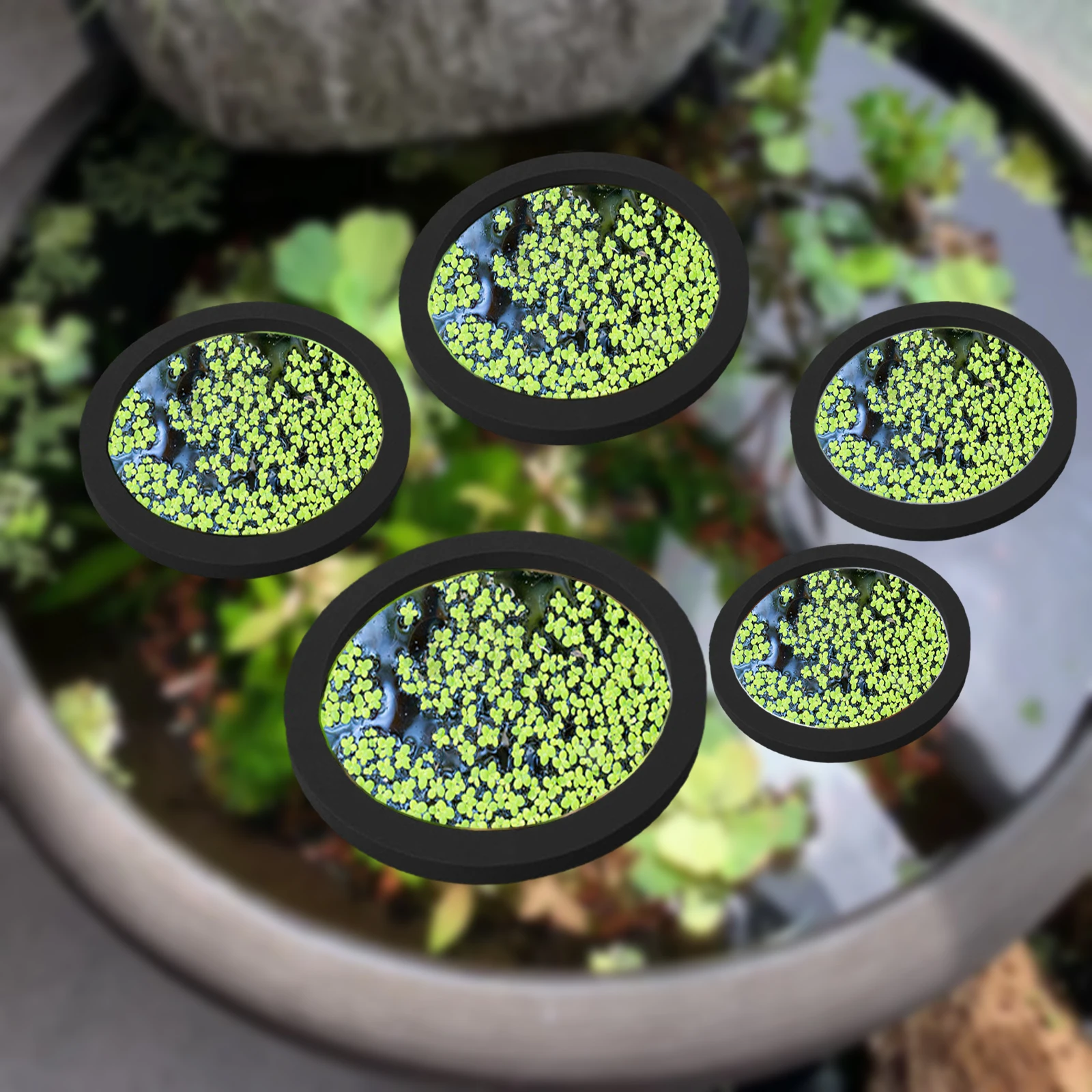 Anneaux d'Alimentation pour Aq - Aquarium Plants avis et prix