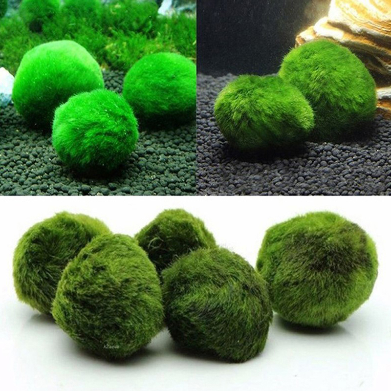Boules de mousse Marimo, plant - Aquarium Plant Roots avis et prix