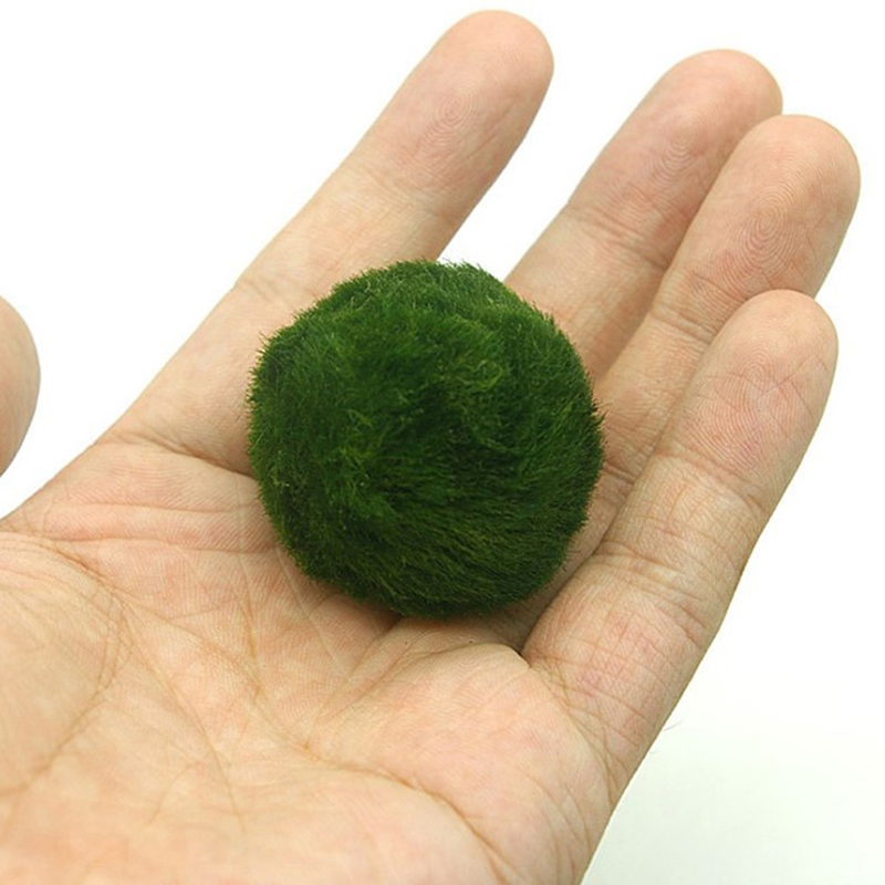 Boules de mousse Marimo, plant - Aquarium Plant Roots avis et prix
