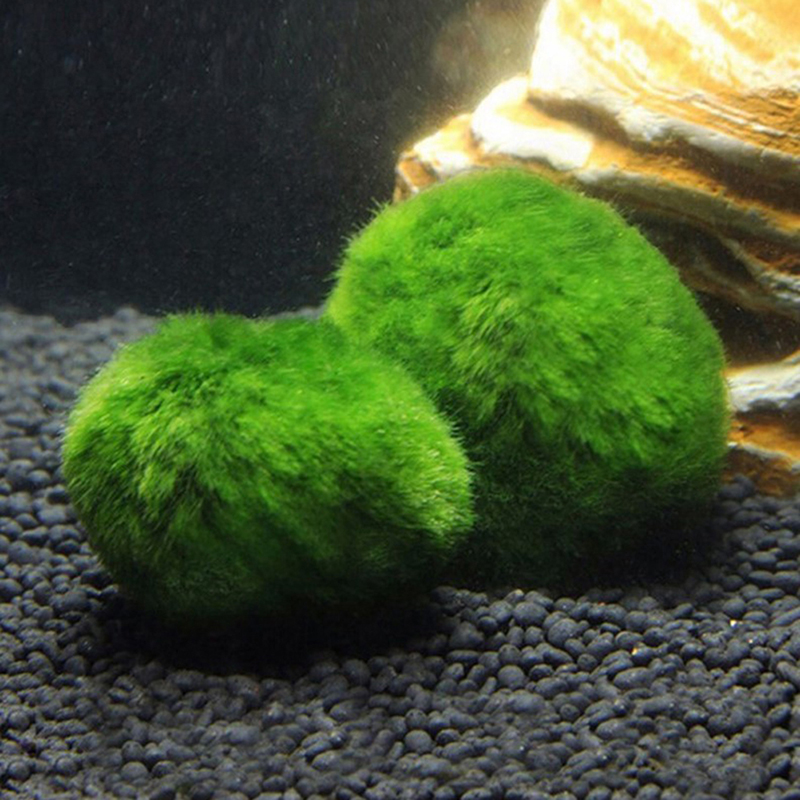 Boules de mousse Marimo, plant - Aquarium Plant Roots avis et prix