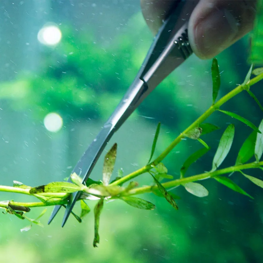 Ciseaux à ressort droits et in - Planted Aquarium Maintenance Kit avis et prix